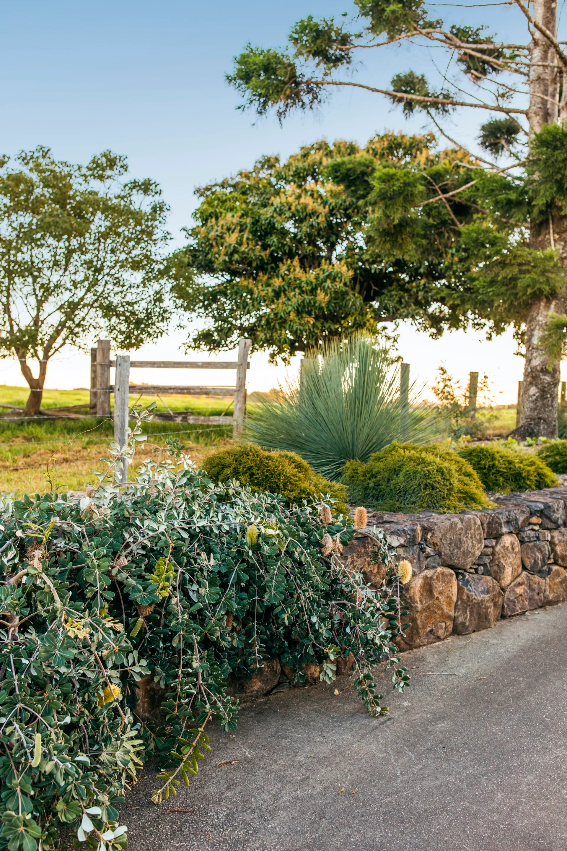 pathway with rock wall and banksia hanging over