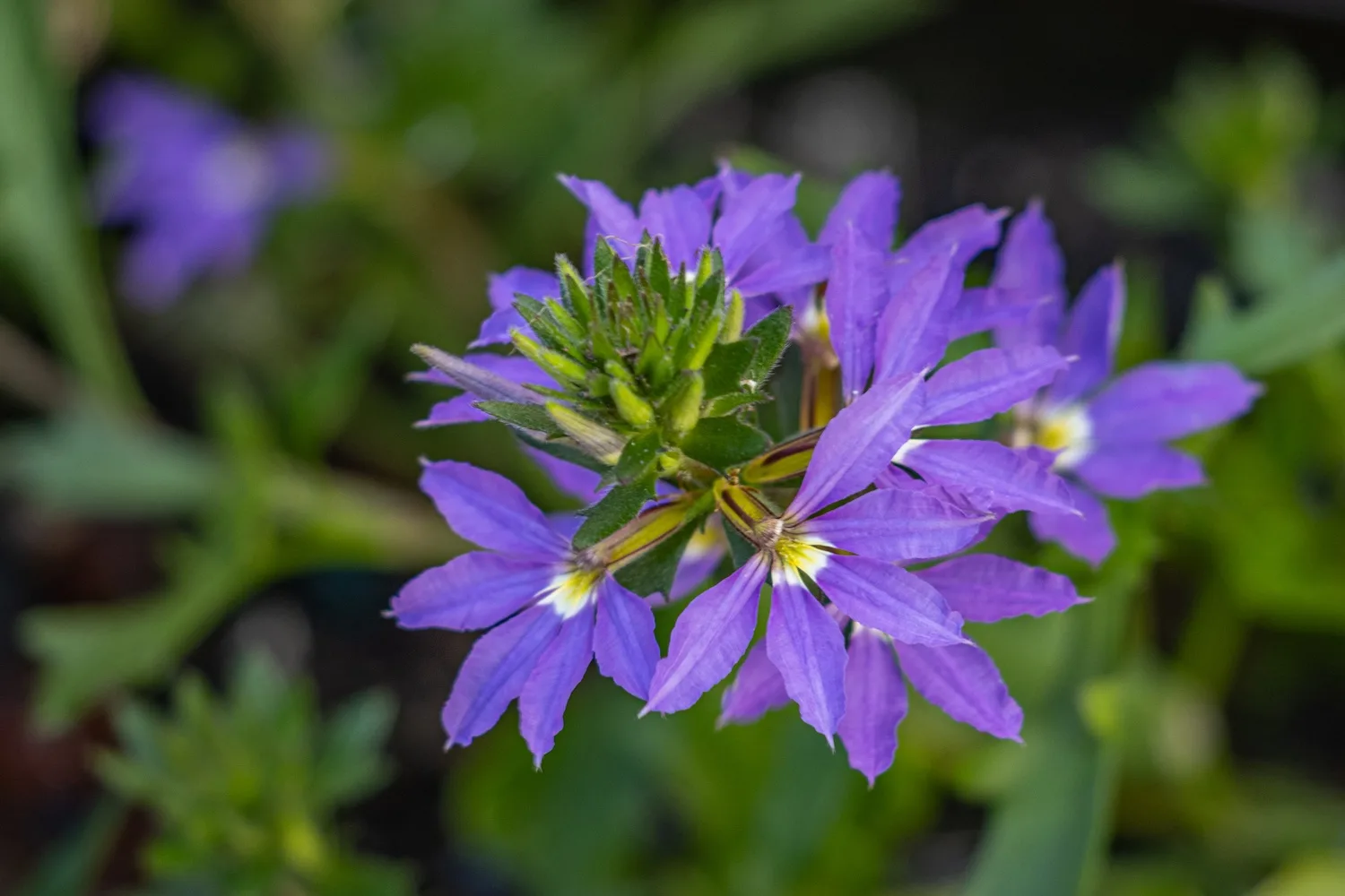 Scaevola aemula produces colourful Australian native flowers and popular as a groundcover or for hanging baskets.
