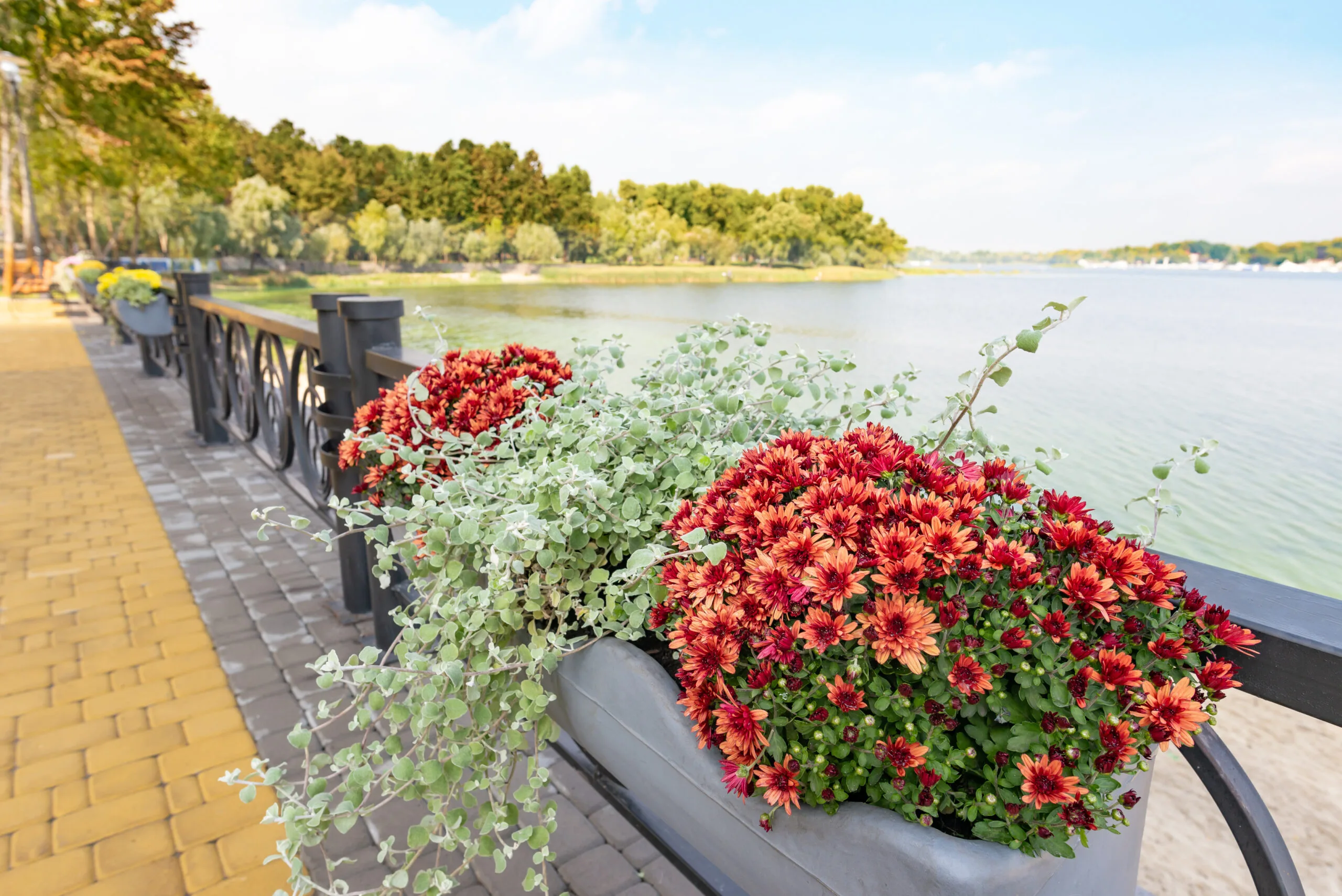 A Bunch of Red Chrysanthemum Close to the Dnieper River in Kiev
