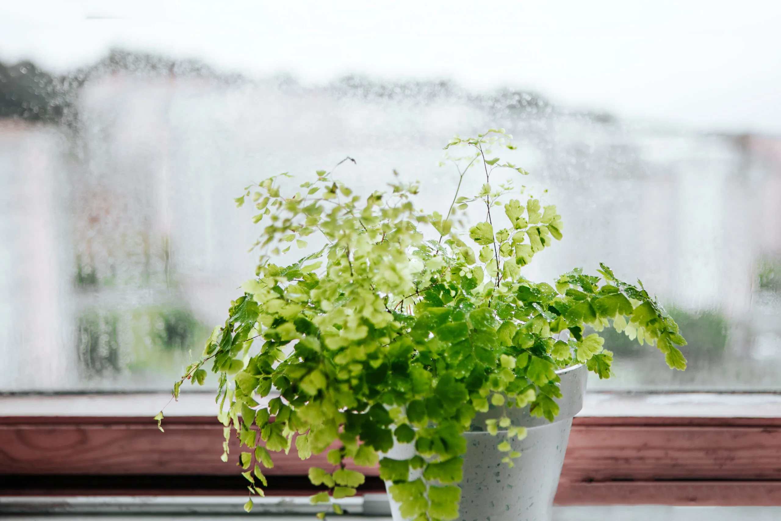 Maidenhair ferns