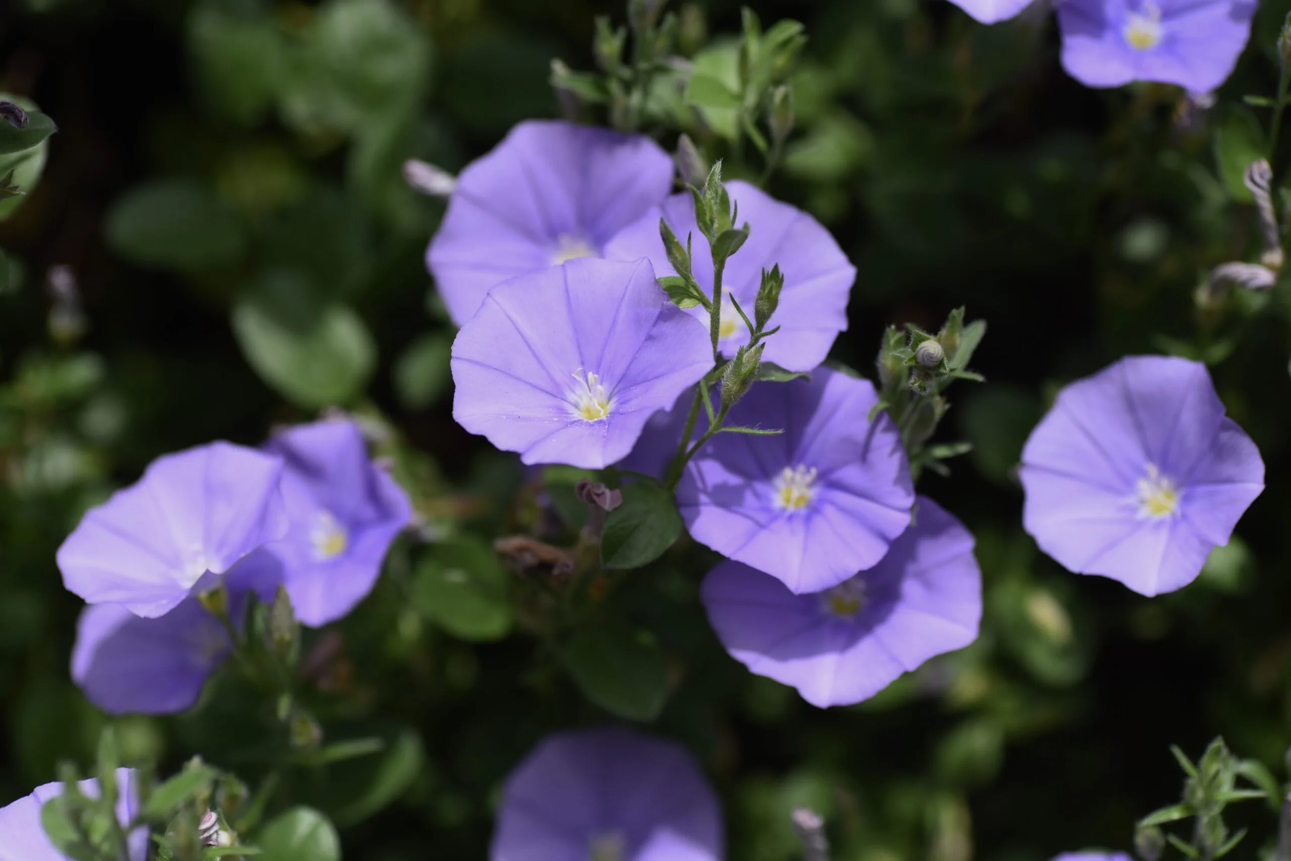 Convolvulus sabatius