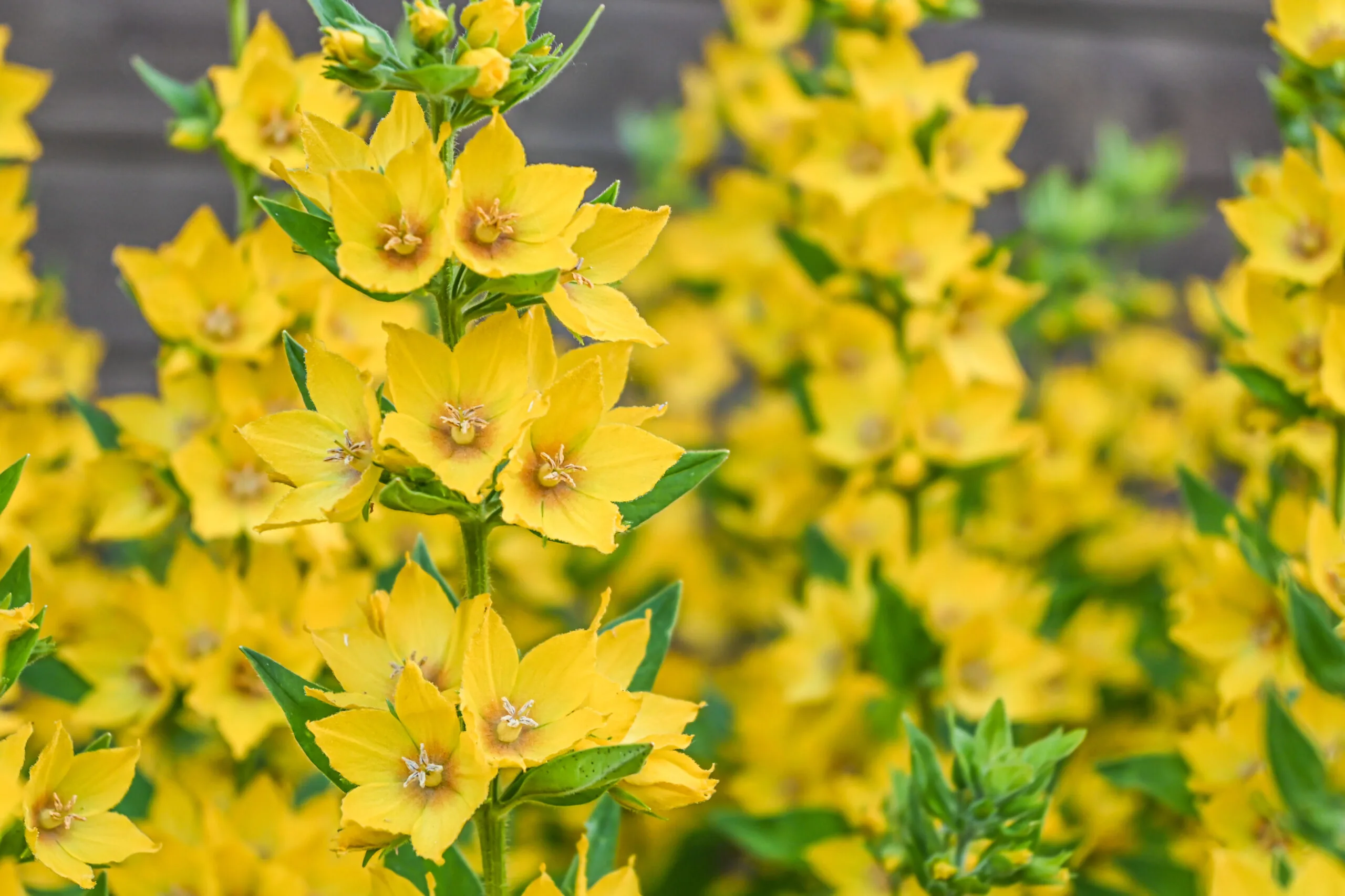 The yellow loosestrife (lysimachia punctata)