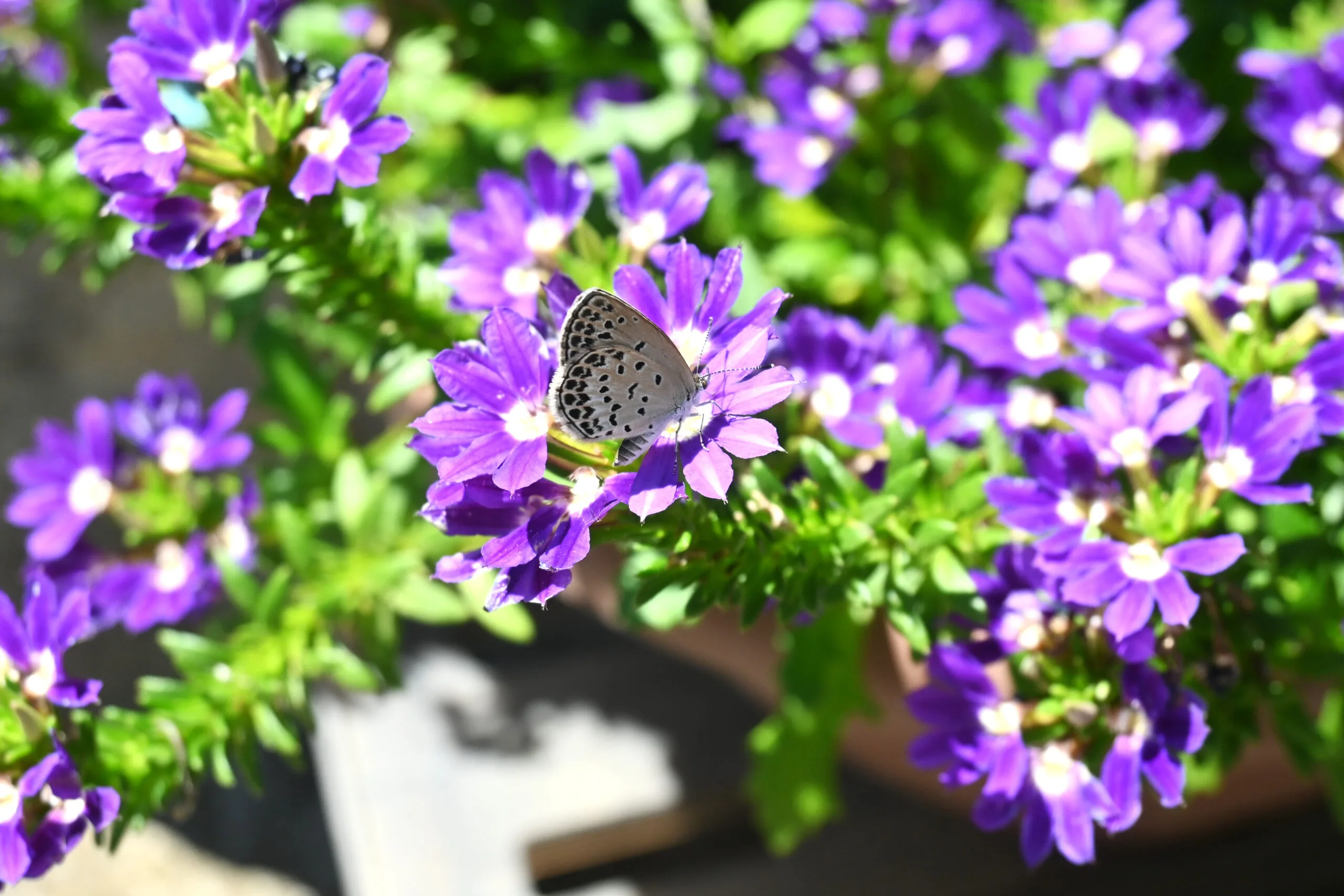 scaevola flowers