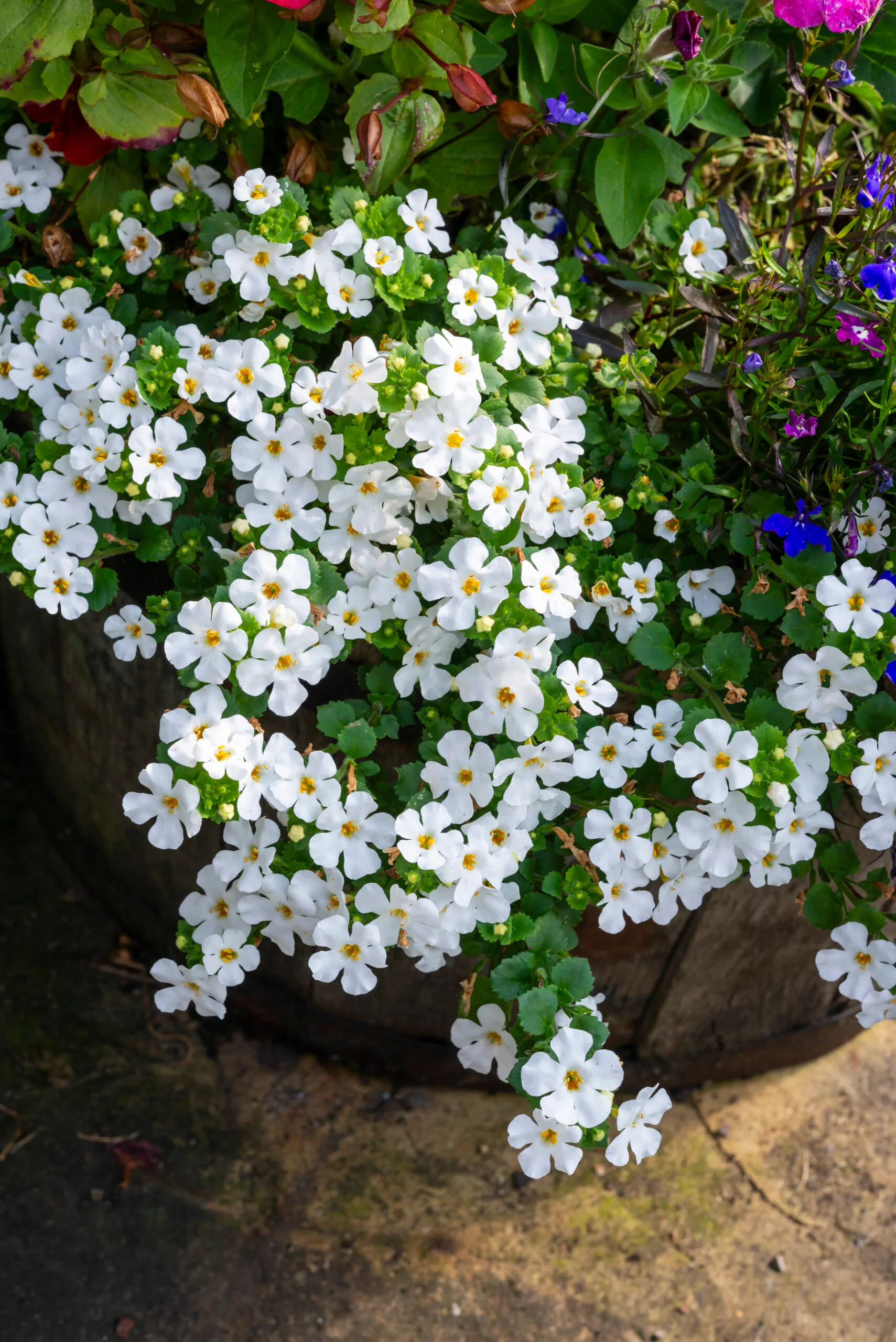 White Bacopa plant flowering in a container