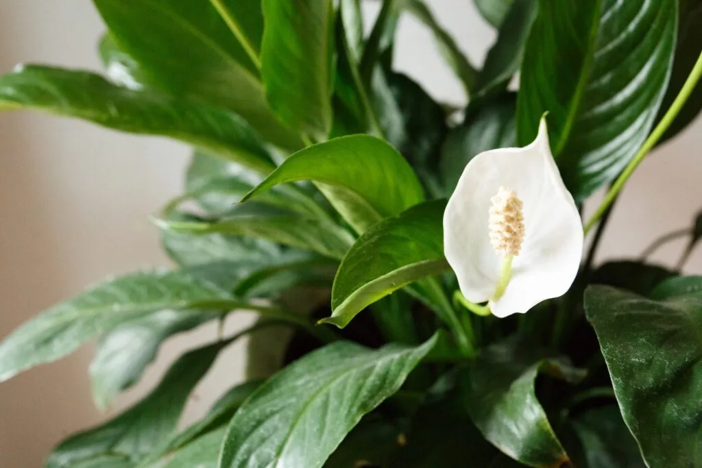 Peace lilies are one of the most popular indoor plants.
