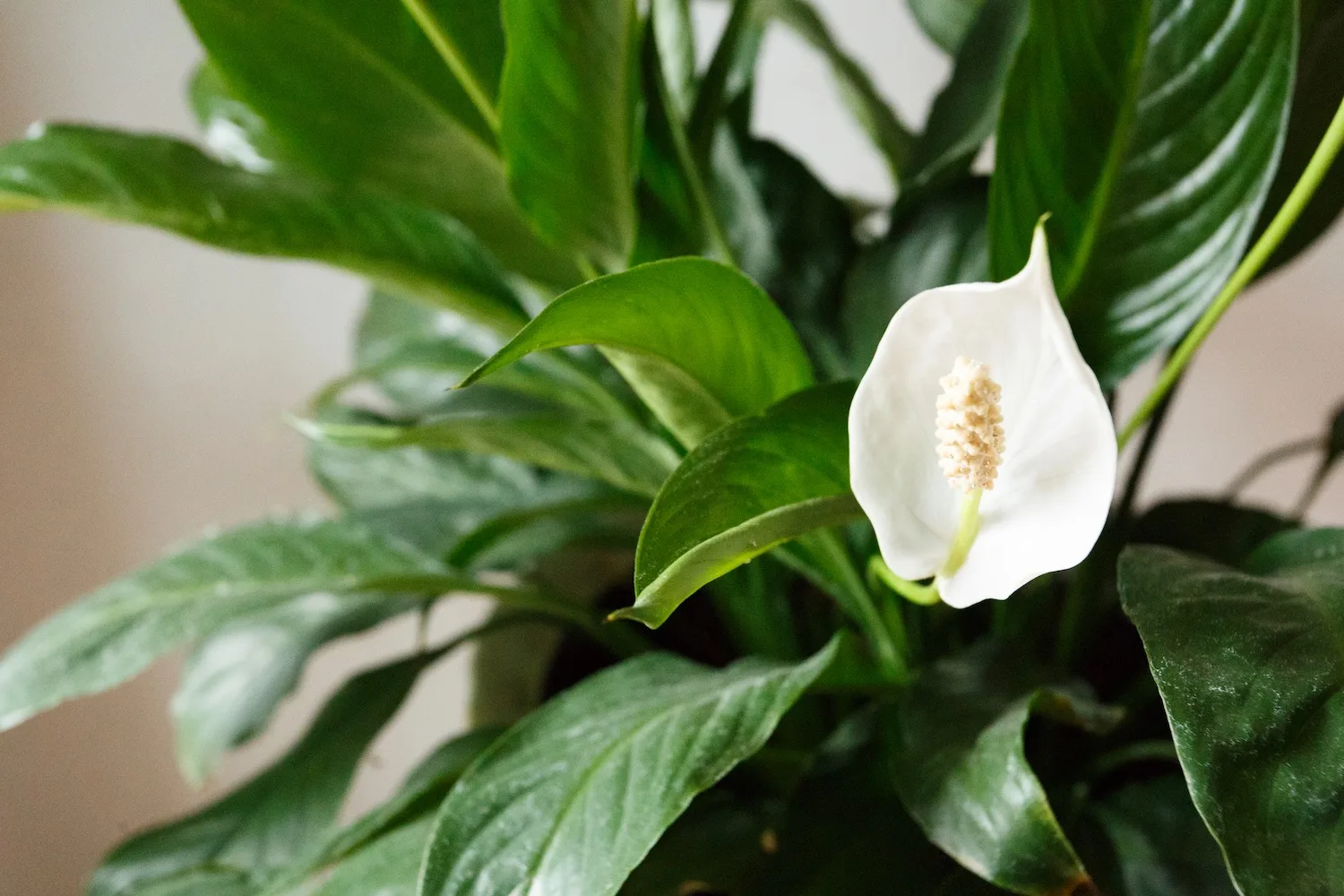 Peace lilies are one of the most popular indoor plants.
