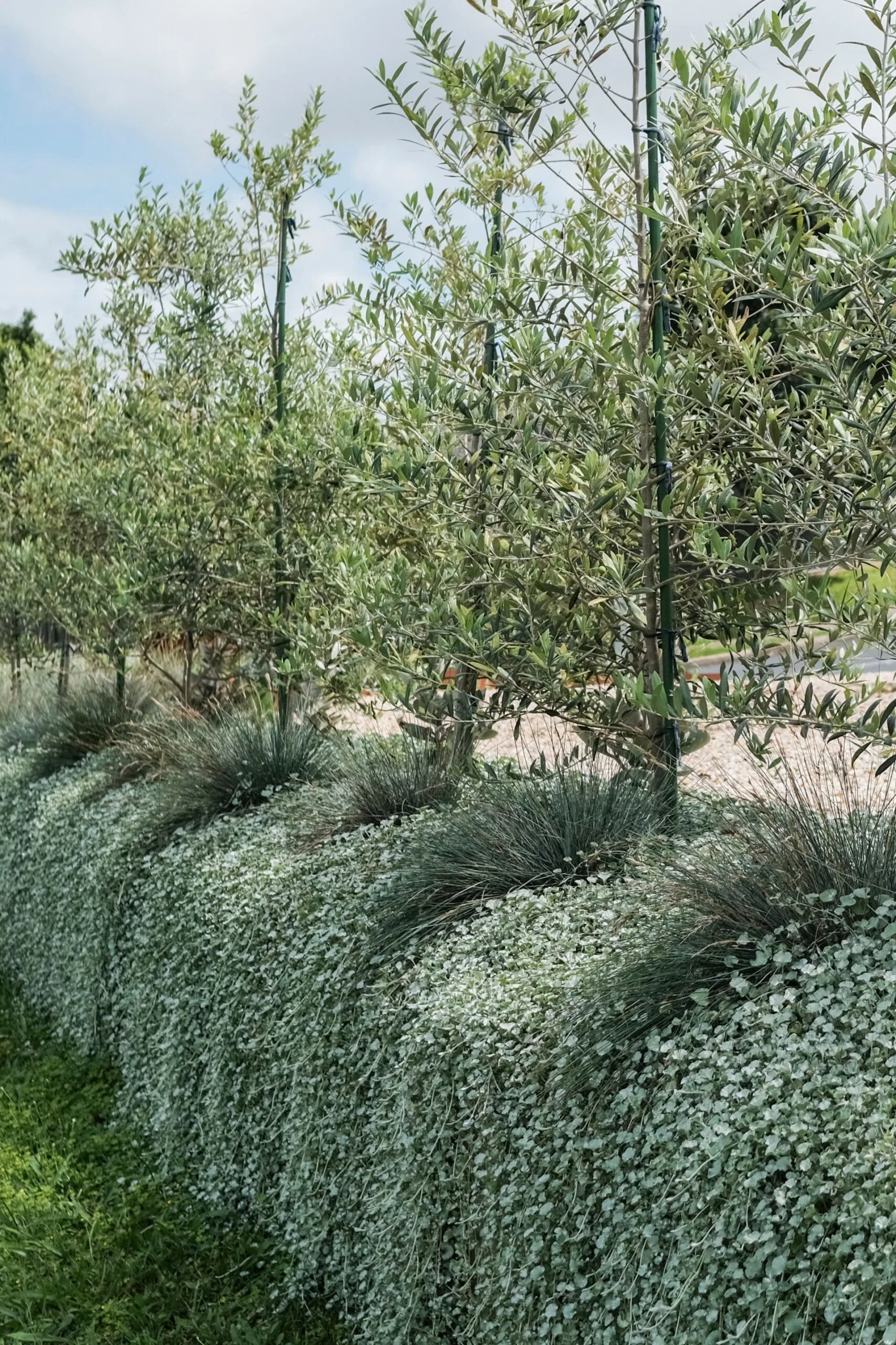Olive modern design outdoor garden with dichondra silver falls edge , ground cover and olive trees