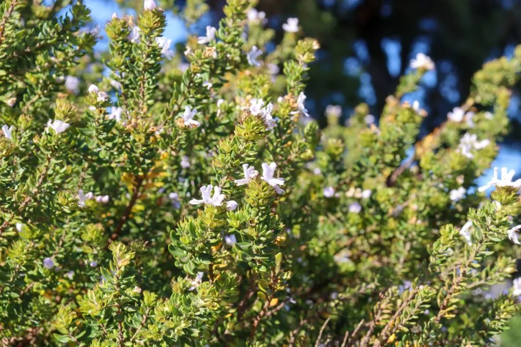 Westringia, also known as coastal rosemary, is a popular Australian native plant for gardens and hedges.