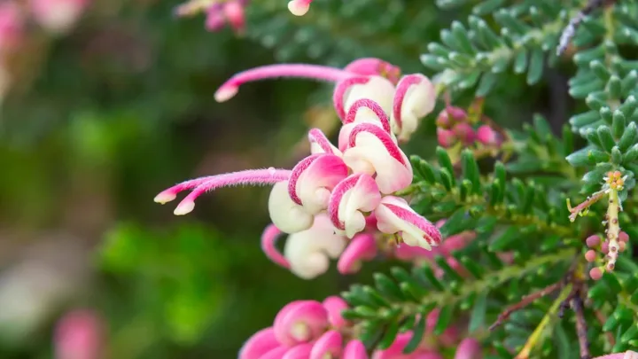 Australian native flower. Woolly grevillea (Grevillea lanigera).
