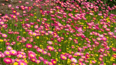 Pink paper daisies in a field.