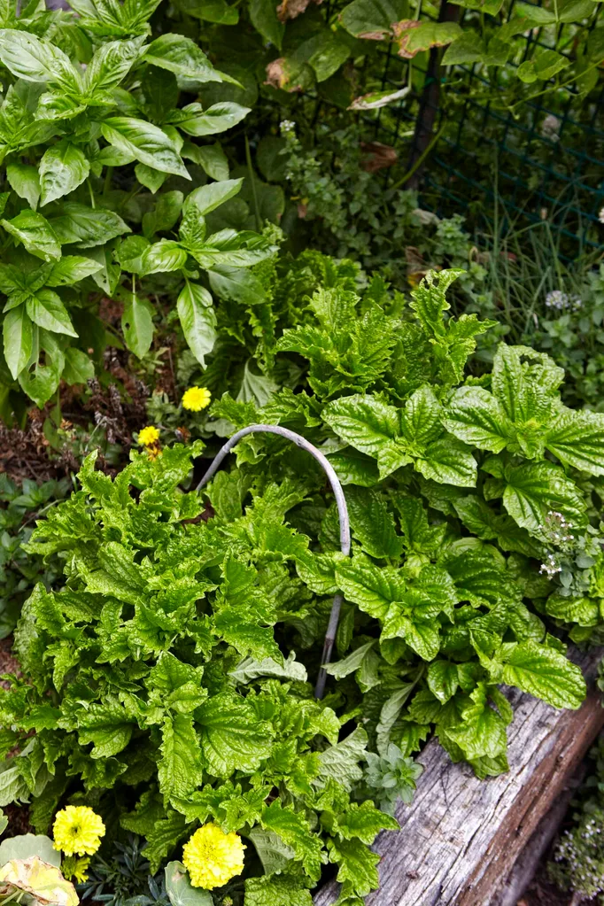 Citrus companion plants are marigold and basil