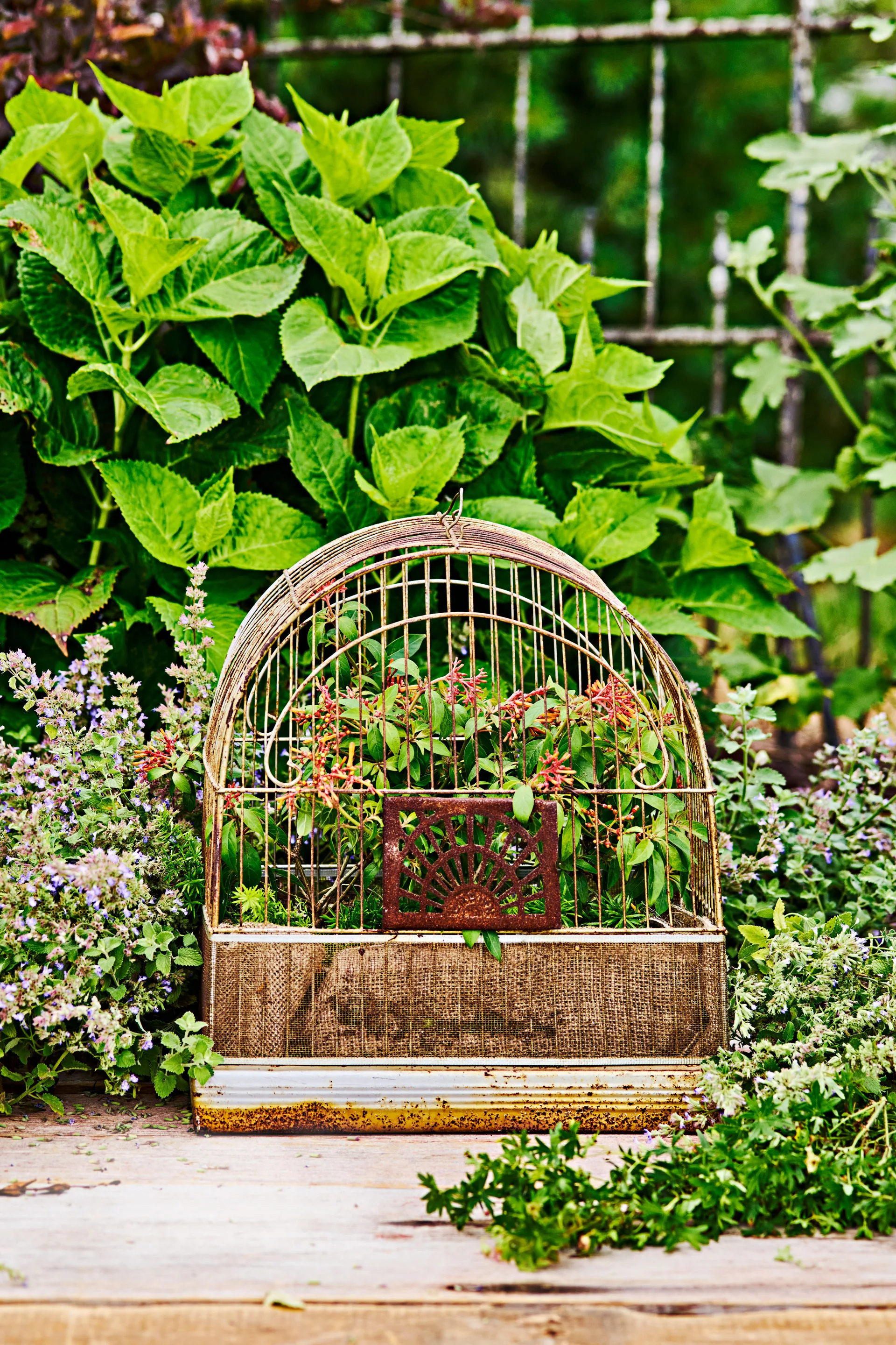 old upcycled bird cage with flower garden inside