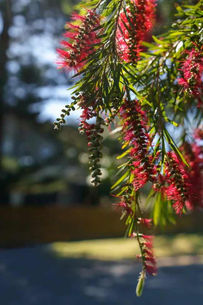 Bottle brush tree in a suburban Australian street