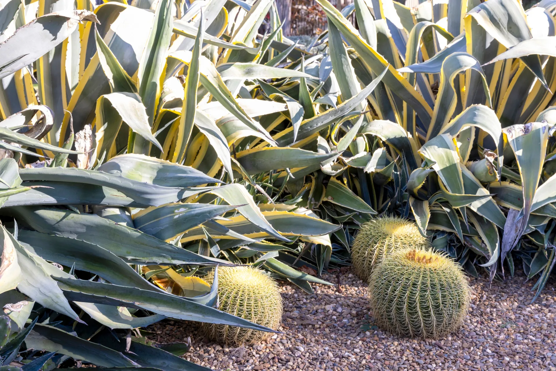barrel cactus surrounded by agave plants