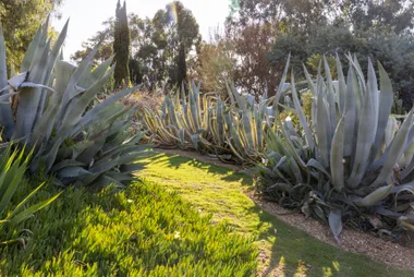 grass pathway with spiky cacti lining either side