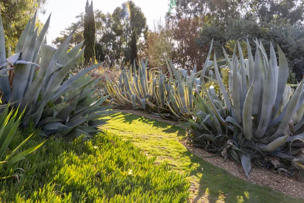 grass pathway with spiky cacti lining either side