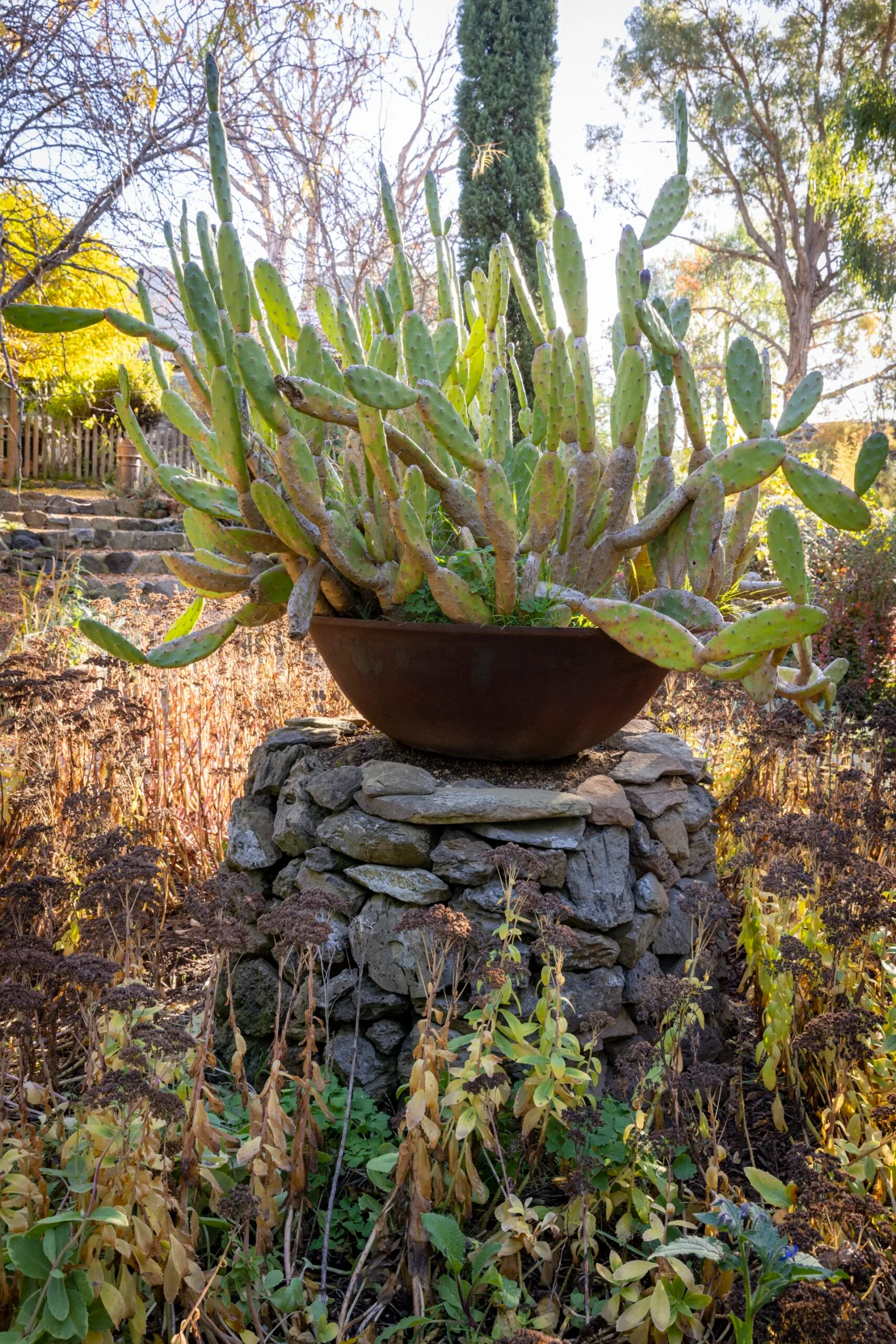 opuntia cactus in large metal bowl on stone bollard