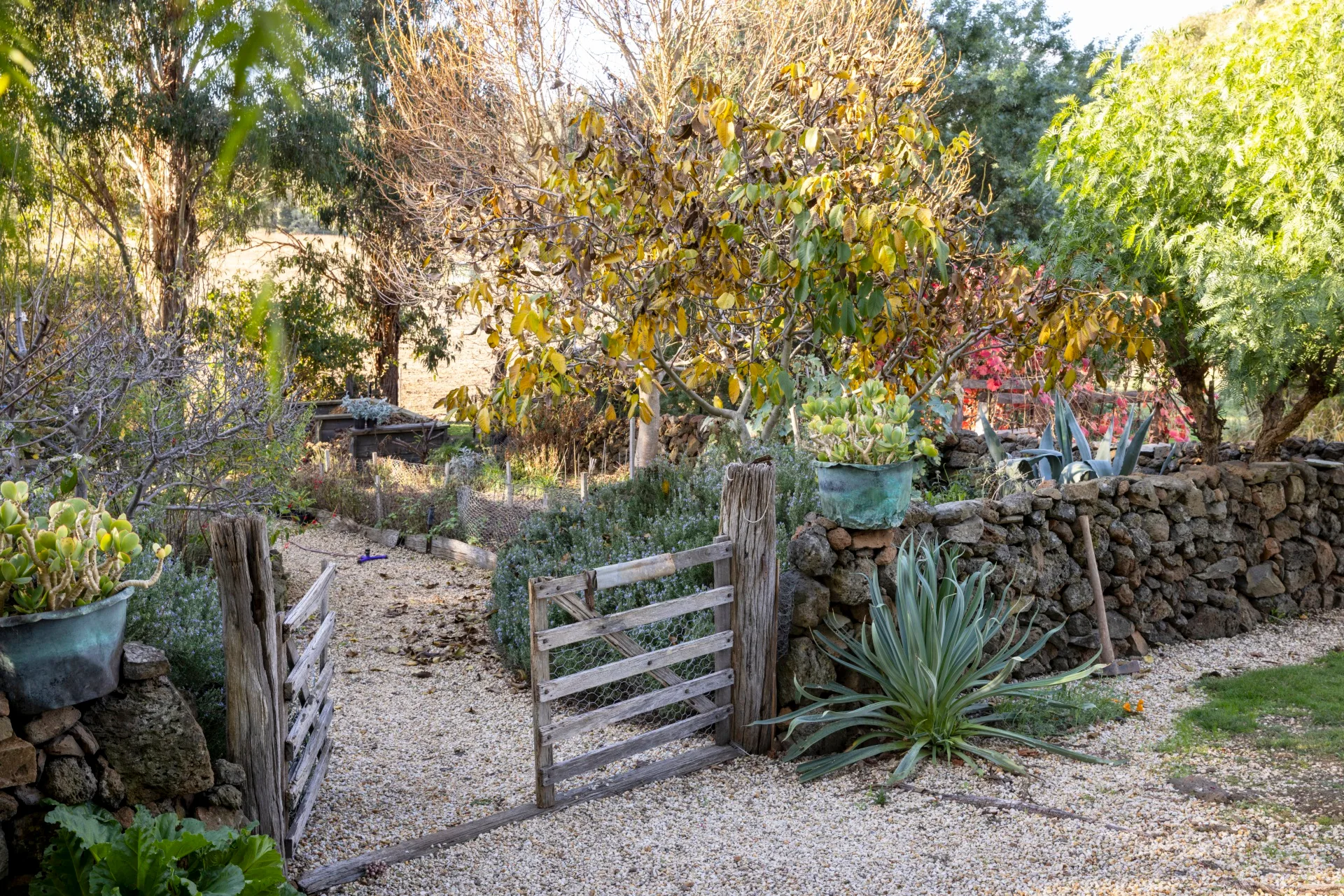 old wooden gate with gravel pathway and stone wall. deciduous trees and cacti
