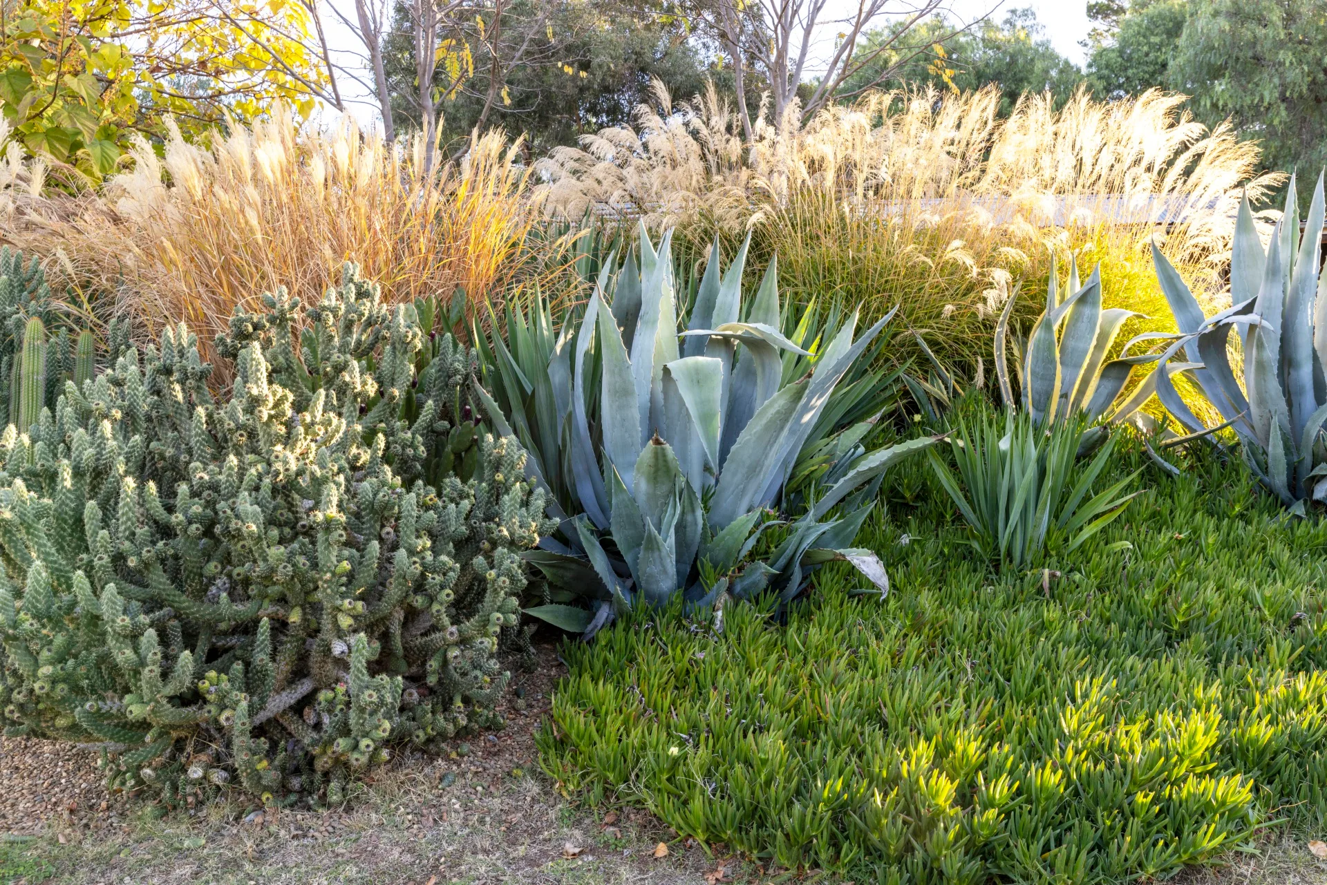 agave, pigface, devils rope cactus and ornamental grasses