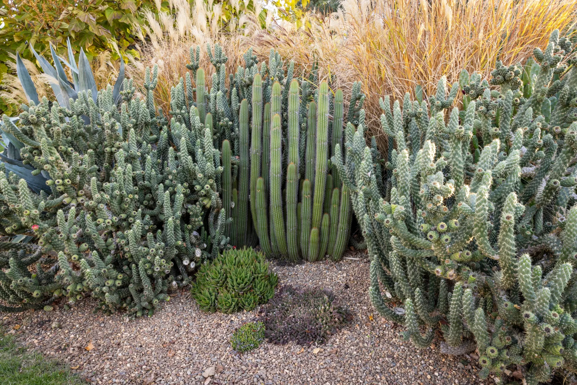 devils rope cactus and ornamental grasses