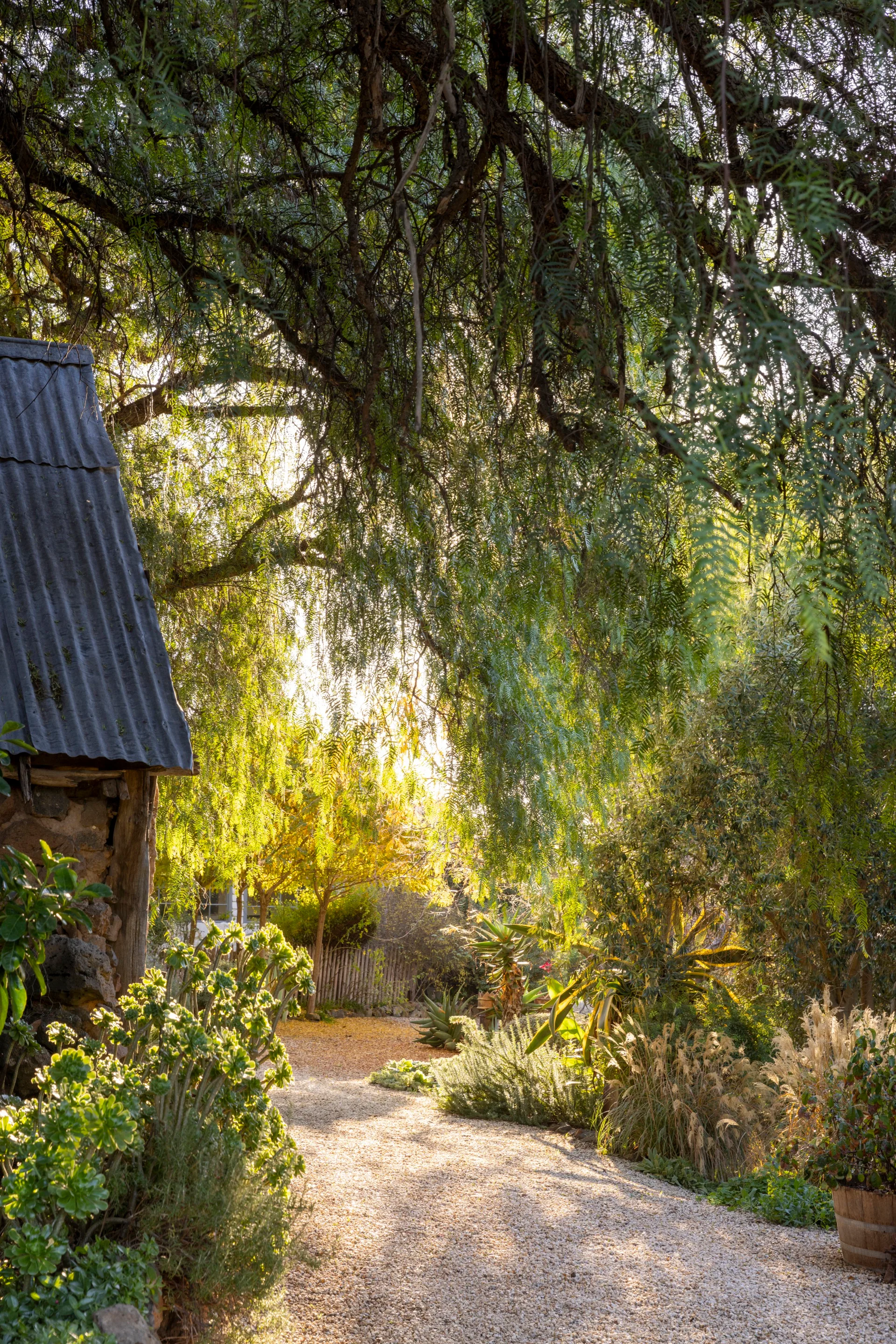 hanging boughs of a tree with side of cottage visible on the left and gravel pathway
