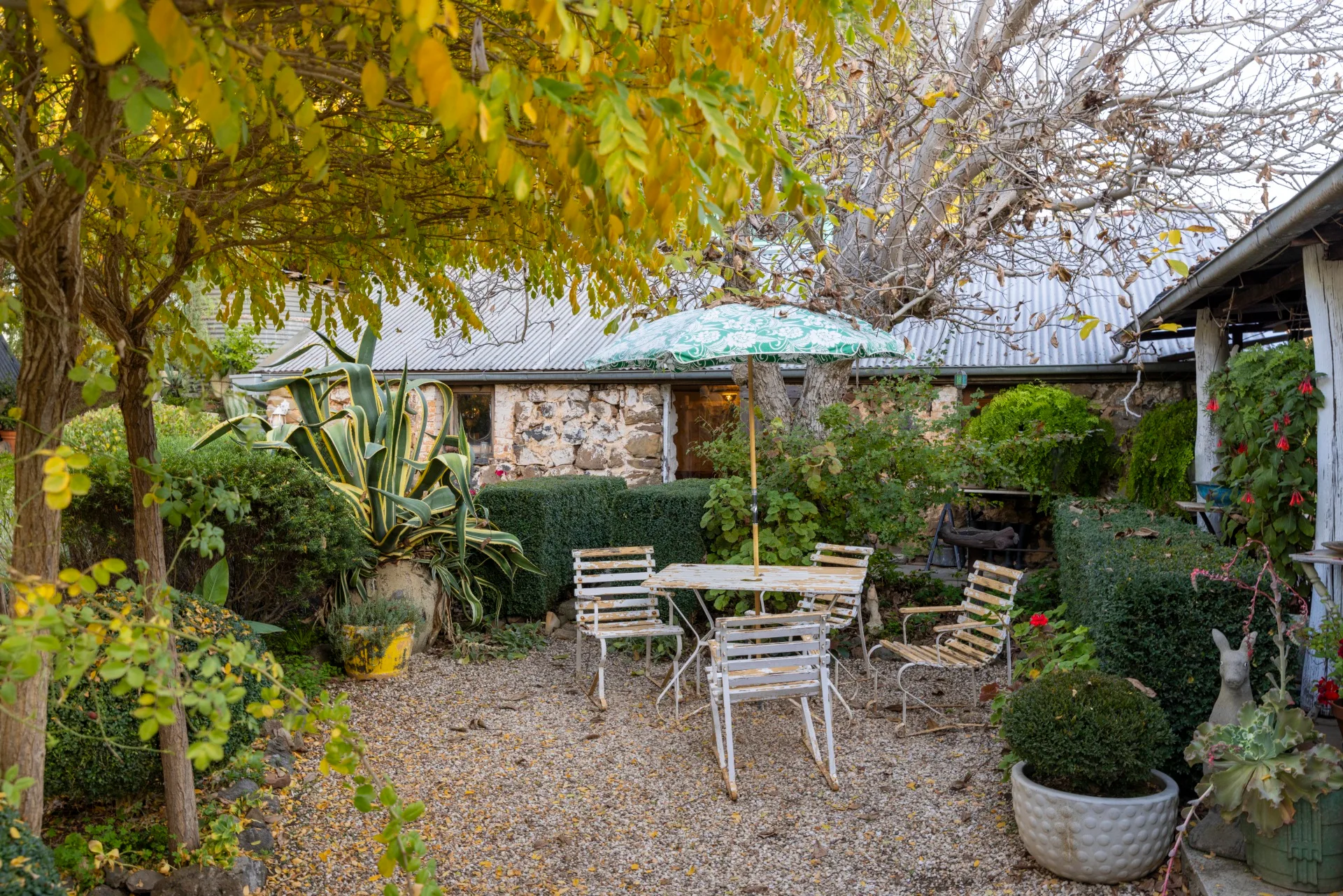 metal picnic table with umbrella at the back of a house, autumnal greenery, topiary and cacti