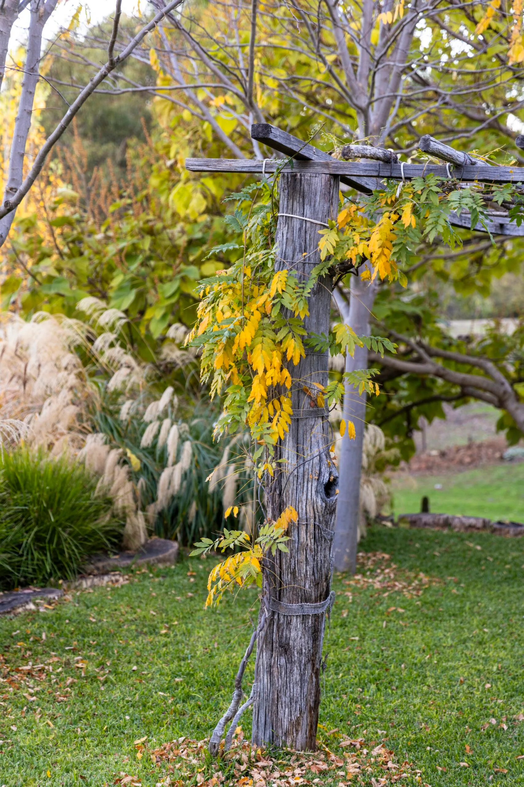 close up of old trellis with wisteria on it, with autumnal colouring
