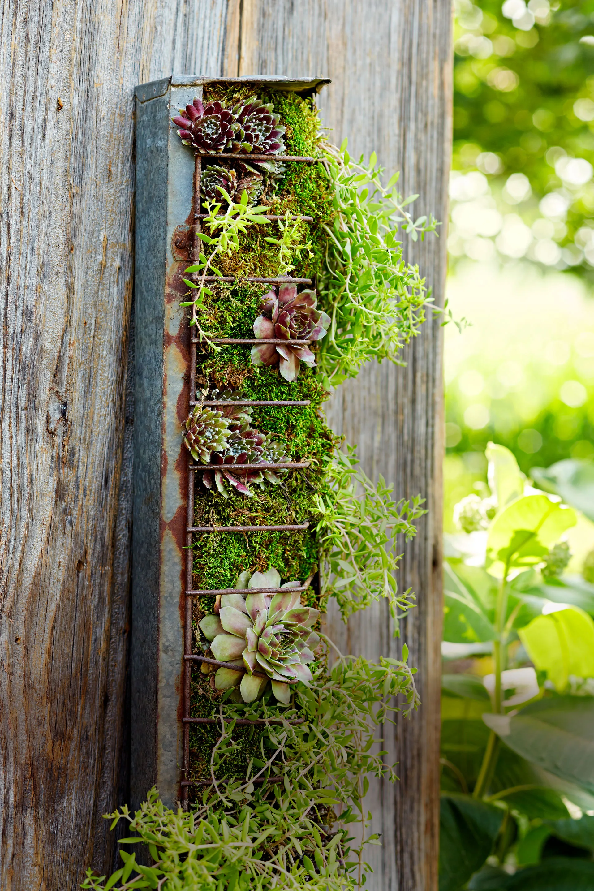 upcycled chicken feeder with succulents and plants growing inside it