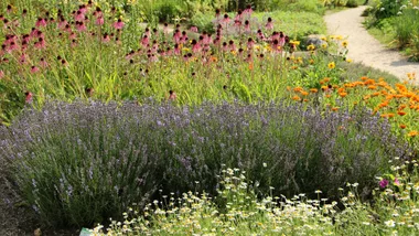 how to make your garden smell nice with lavender, herbs and other plants