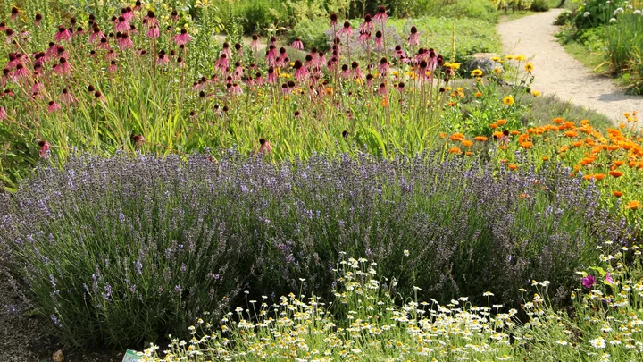 how to make your garden smell nice with lavender, herbs and other plants