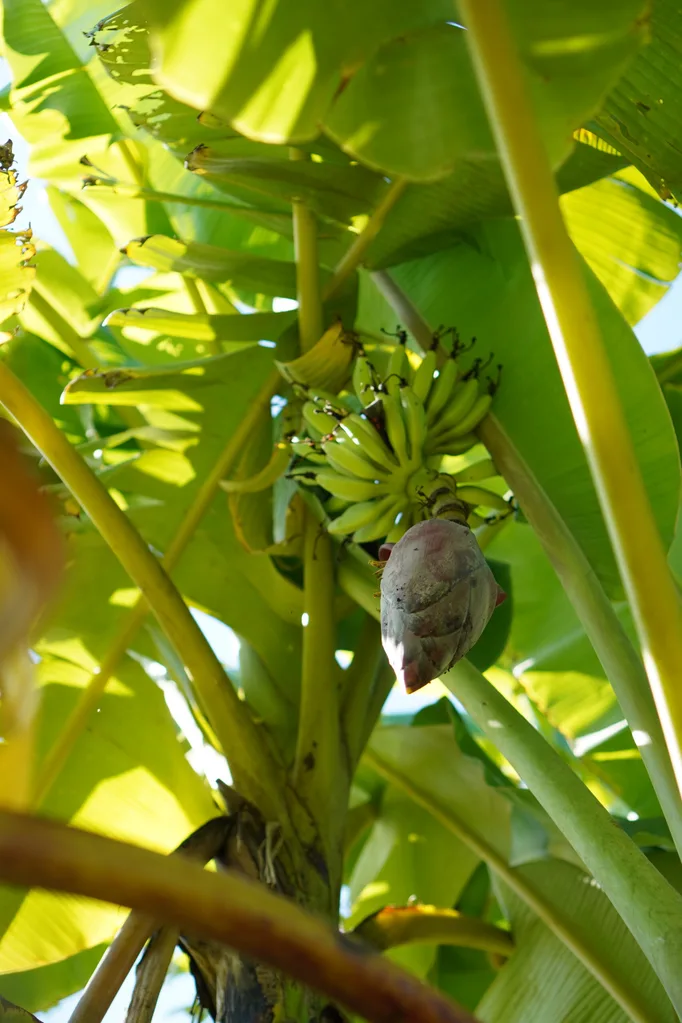 bananas hanging in tree surrounded by green sunlit leaves