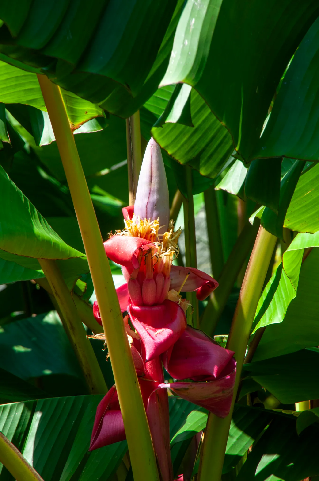 How to grow banana plants for the tastiest fruit