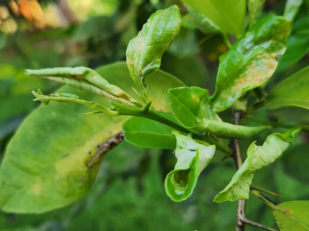 citrus leaf curl of kaffir lime citrus tree