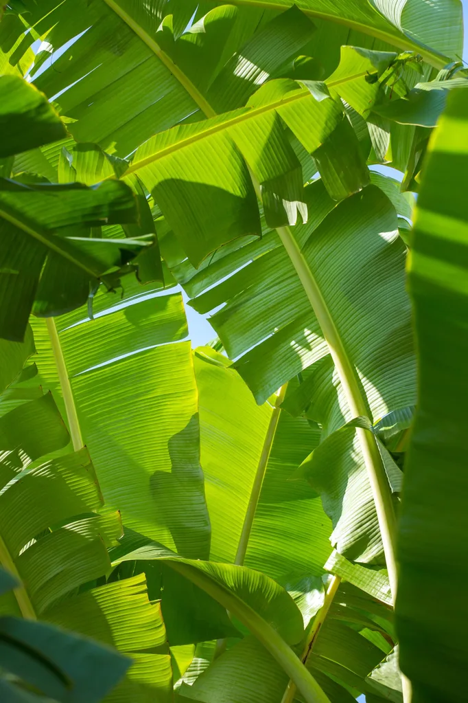 close up of banana leaves with sun behind them