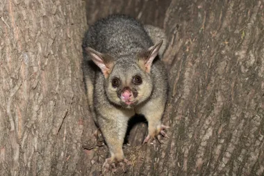 possum facing camera in tree