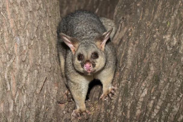 7 ways to deter possums from your garden