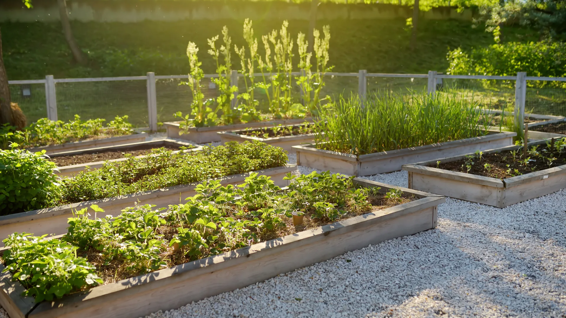 ws of raised garden beds filled with green vegetables and herbs