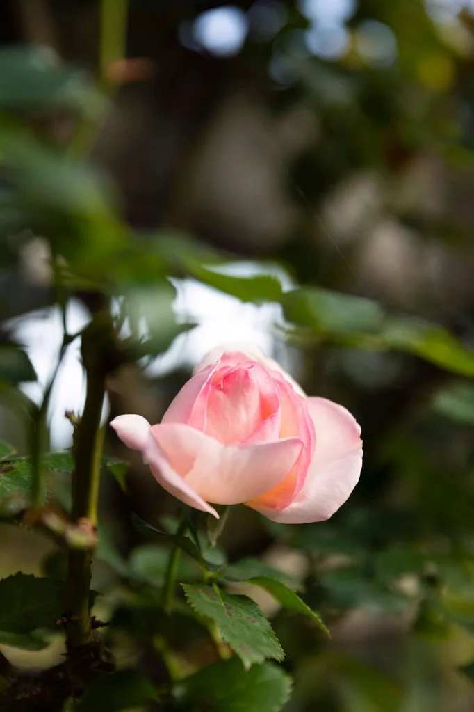 pink rose bud