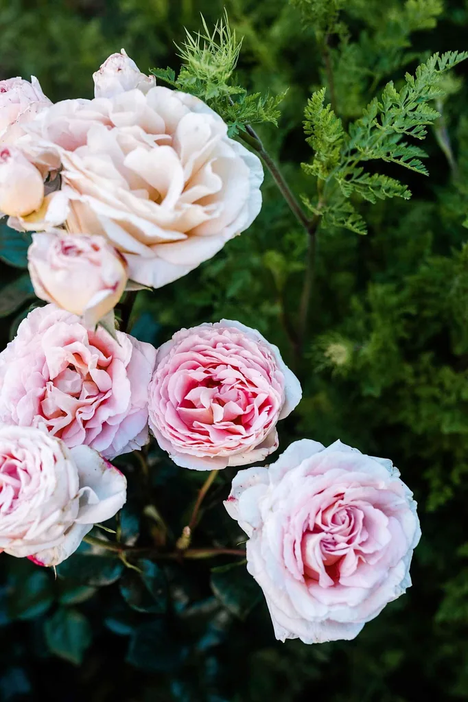 pink roses in a bush