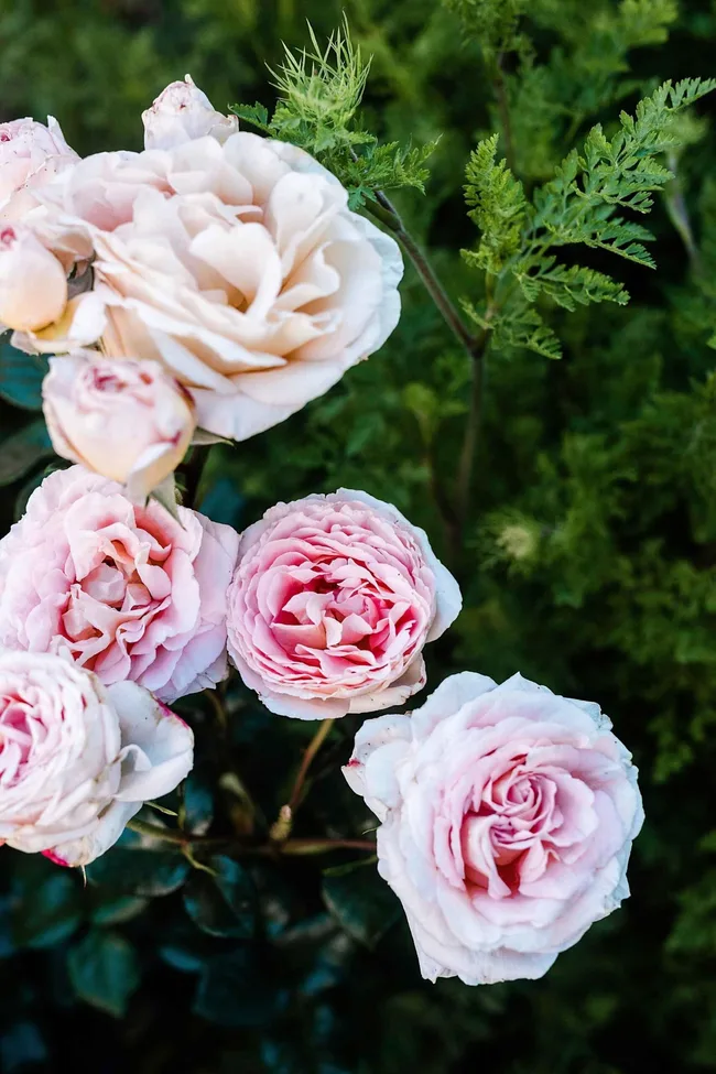 pink roses in a bush