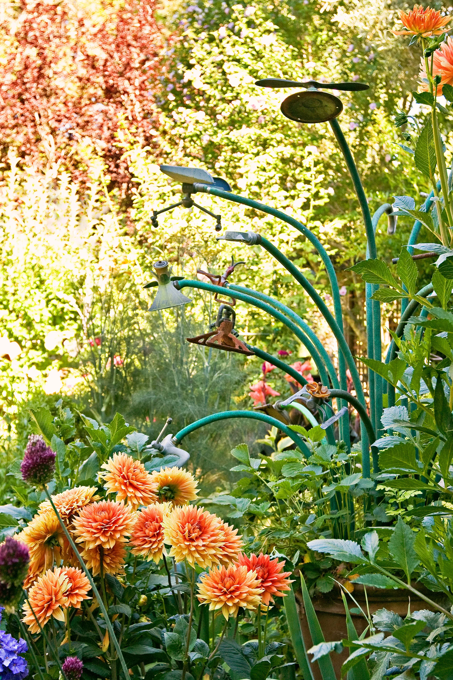 beautiful garden with orange flowers and upcycled sprinkler sculptures