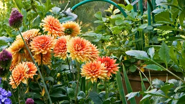 bright orange flowers in a garden