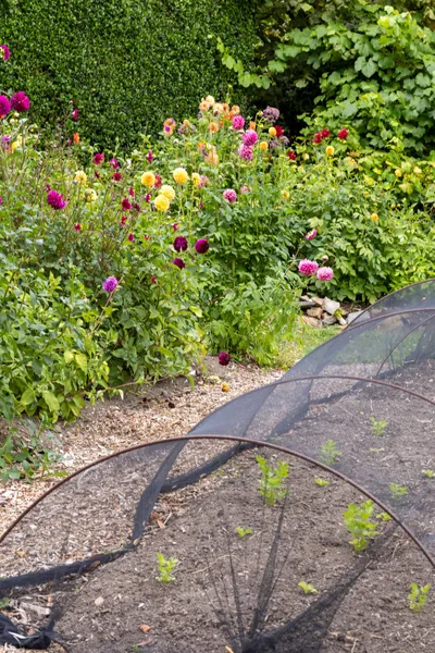 How to get rid of snails: 11 effective methods | Better Homes and Gardens