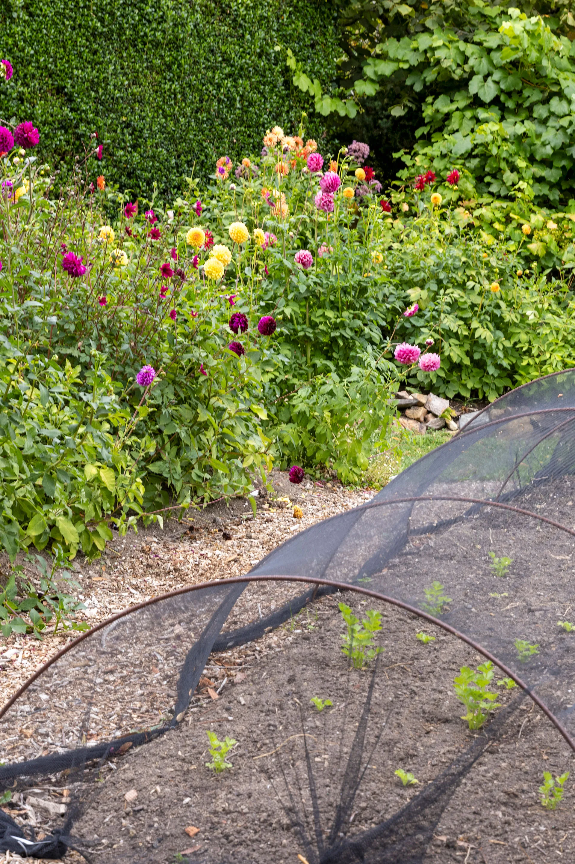 Vegetable garden at the garden of St Erth covered by a mesh net
