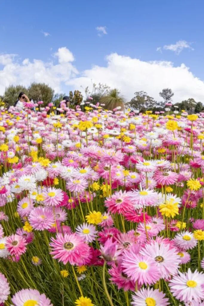 paper daisies in field