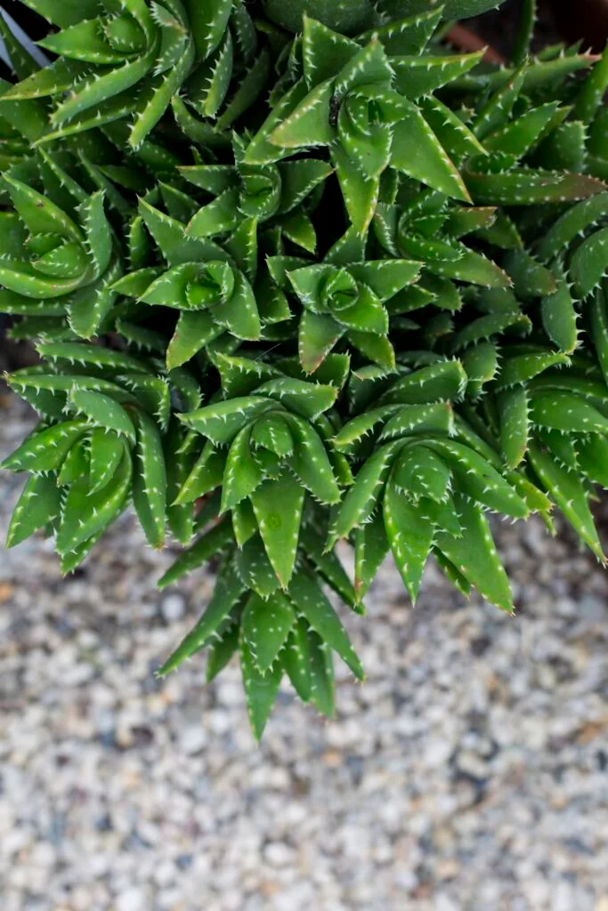 birds eye view of small spiky succulents in a dark green with white pebbles in background