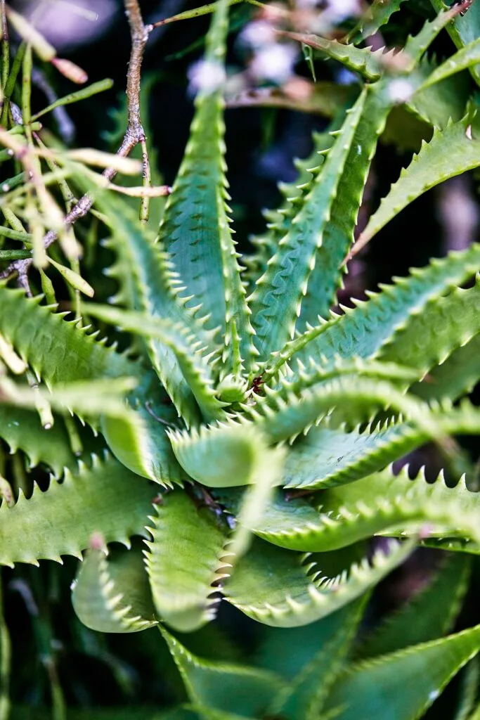 very spiky succulent close up of leaves