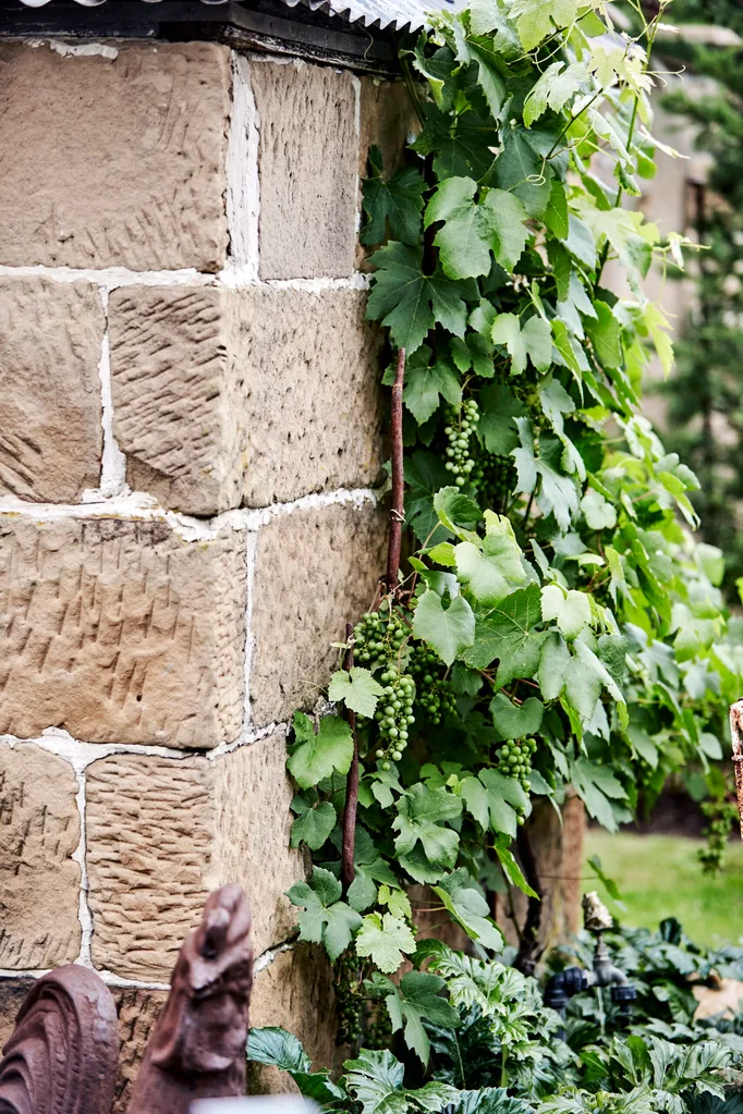grapevine on stone wall in Tasmania
