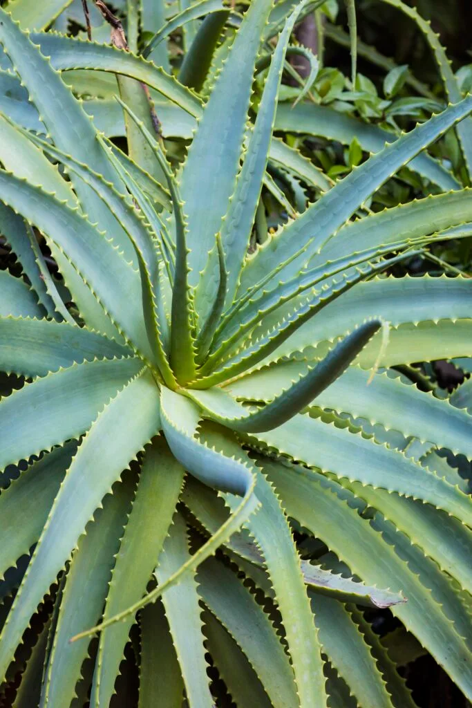 succulent with long tendrils and spikes on it