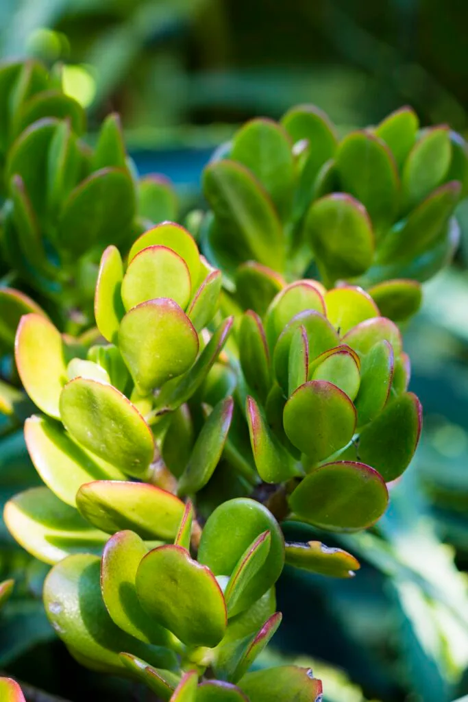 Round succulent leaves with pink tips shining in dappled sunlight